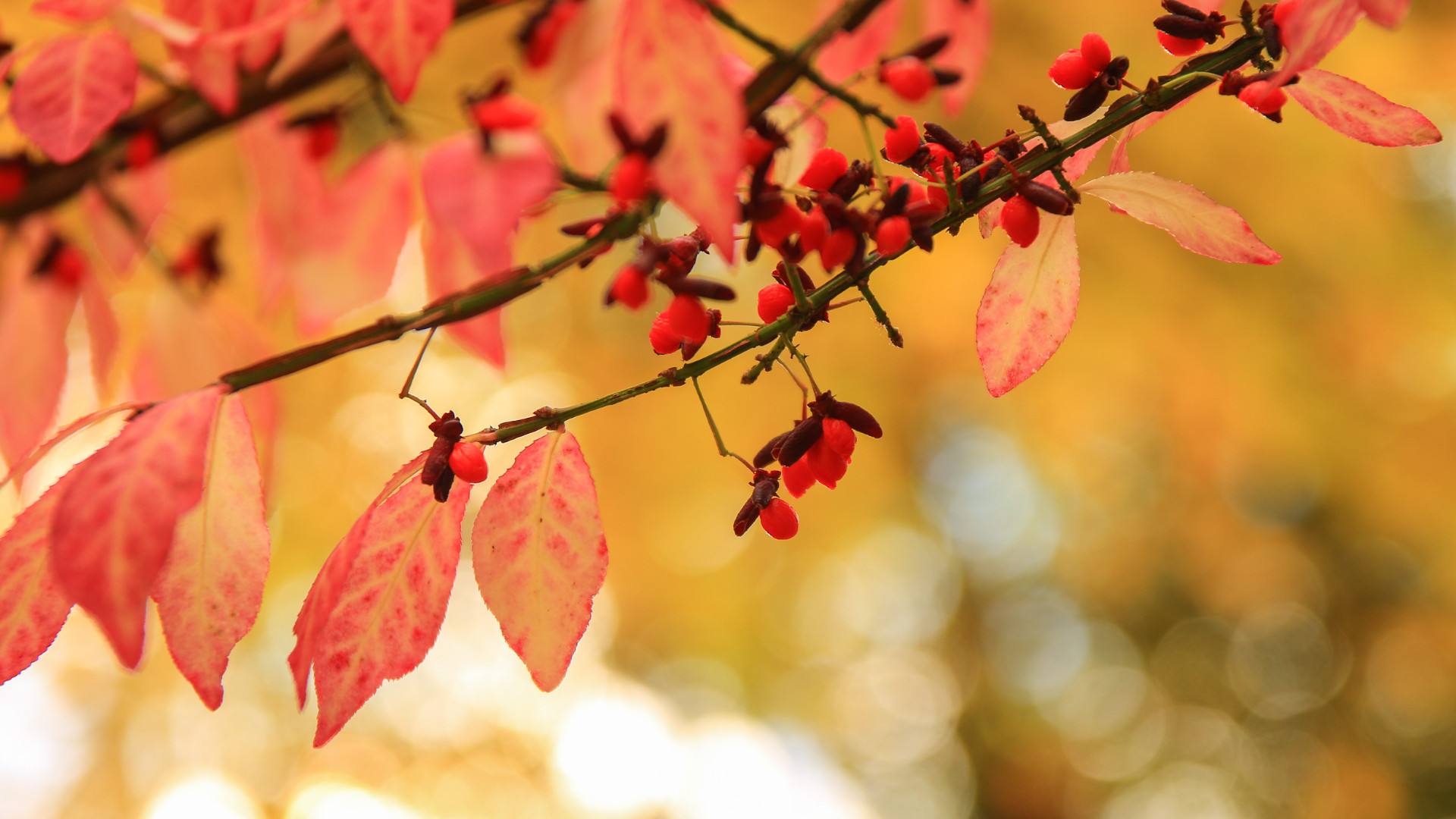 Symbolbild: Herbstblätter