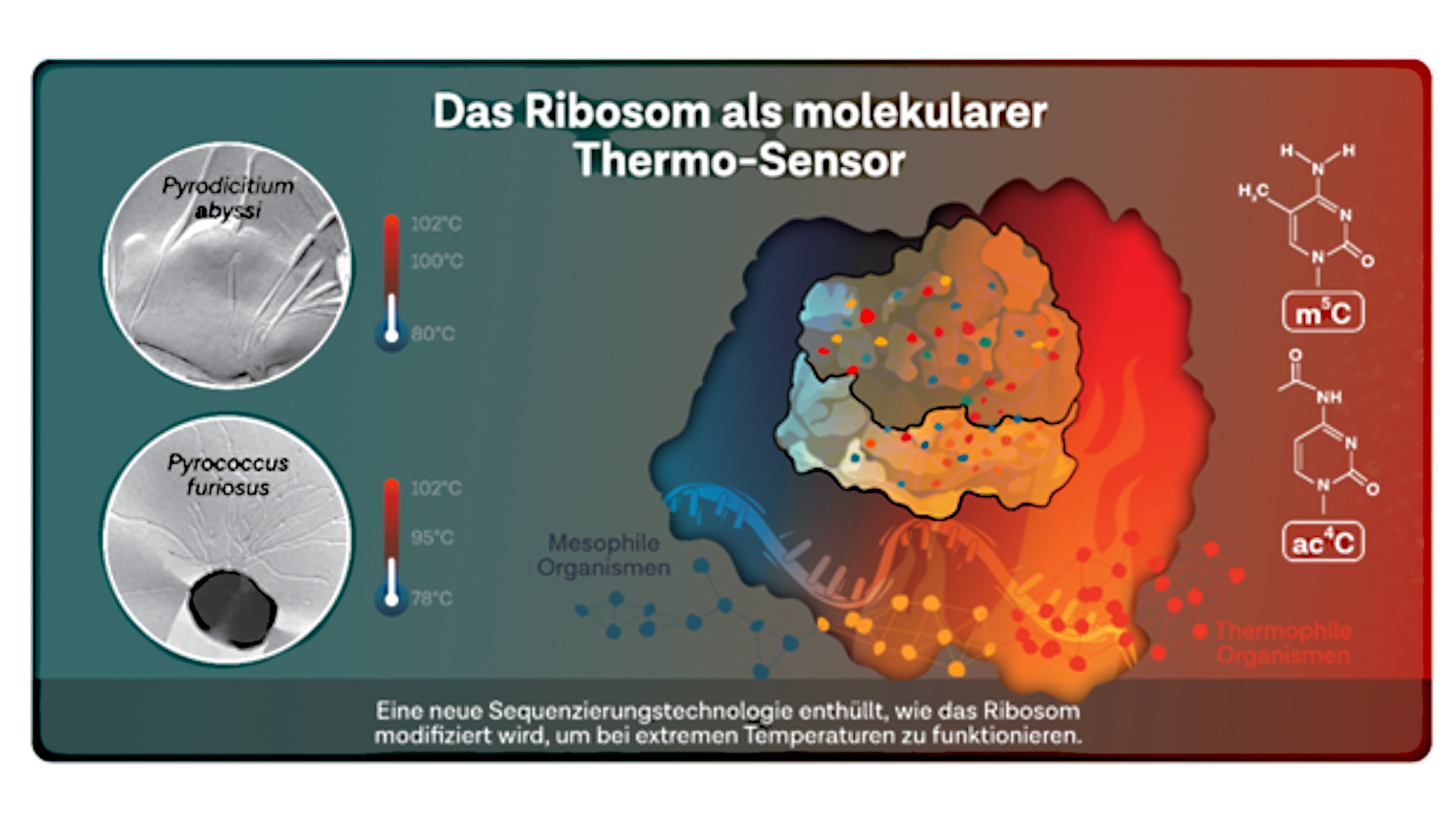 Proteinfabriken-im-Hitzestress-Was-Archaeen-uns-ber-RNA-Stabilit-t-verraten
