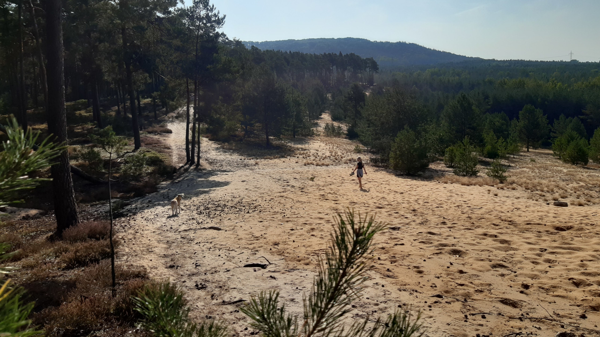 wald unter druck zwischen klimaschutz wirtschaft und gesellschaftlichen erwartungen 4