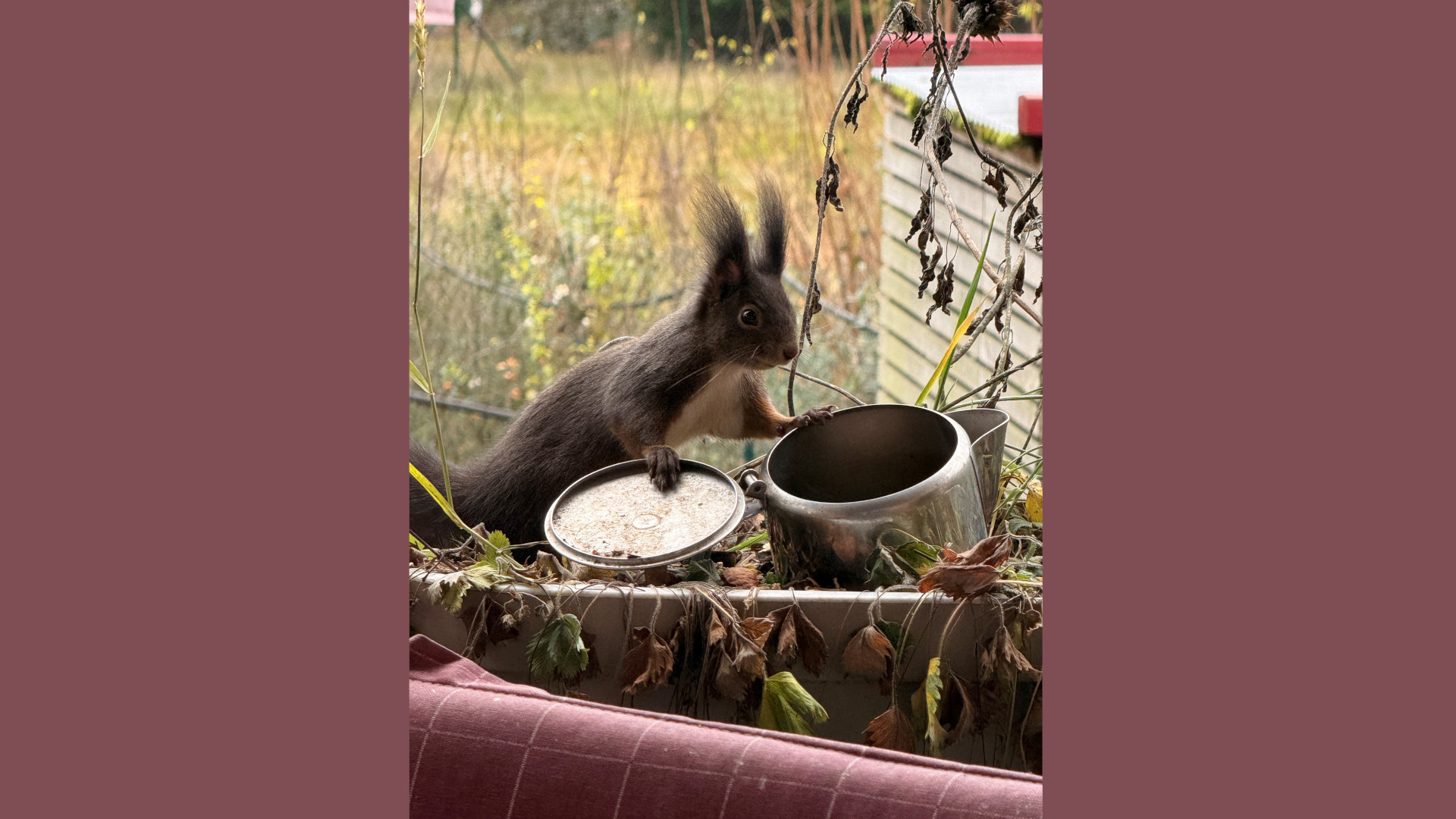 Eichh-rnchen-im-Fokus-B-rgerinnen-und-B-rger-melden-2-785-Sichtungen-in-Regensburg