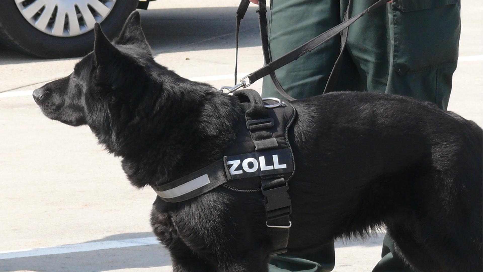 Zoll Hund