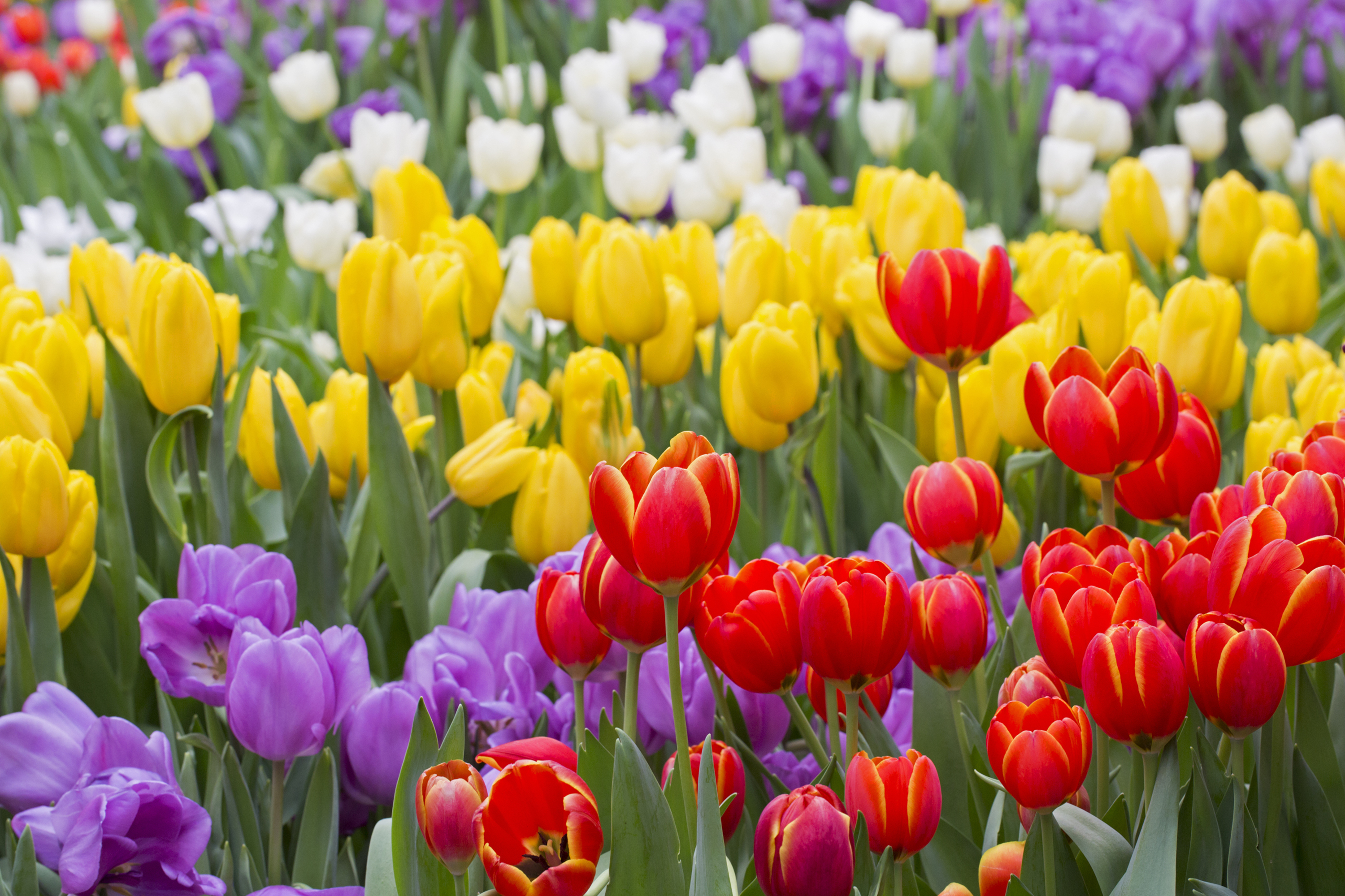 Symbolbild: Blumenwiese Tulpen