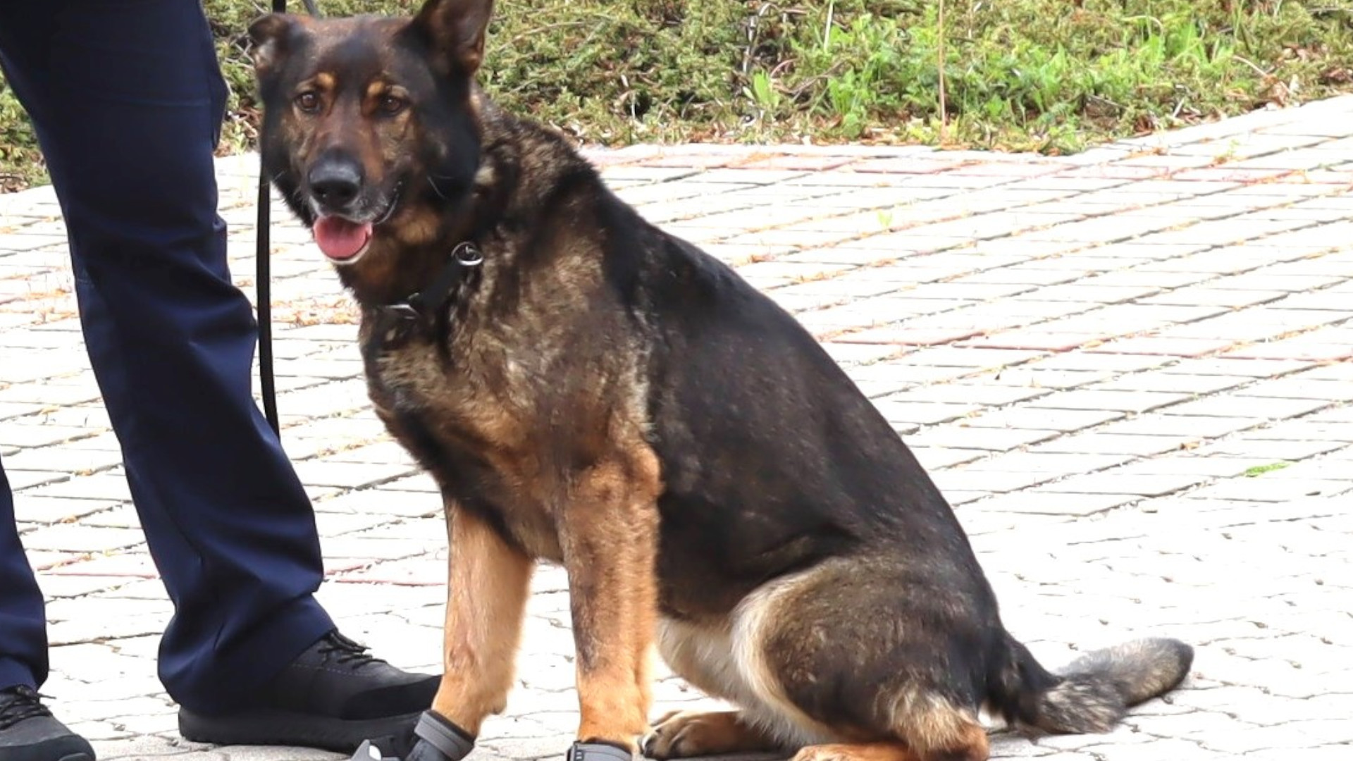 Drogenspürhund „Cessy“