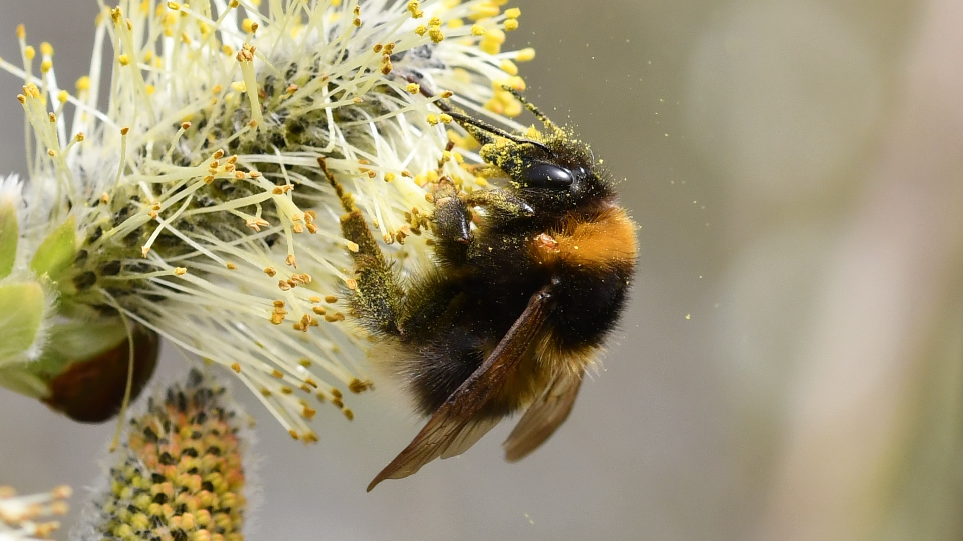 Hummel an einer Blume