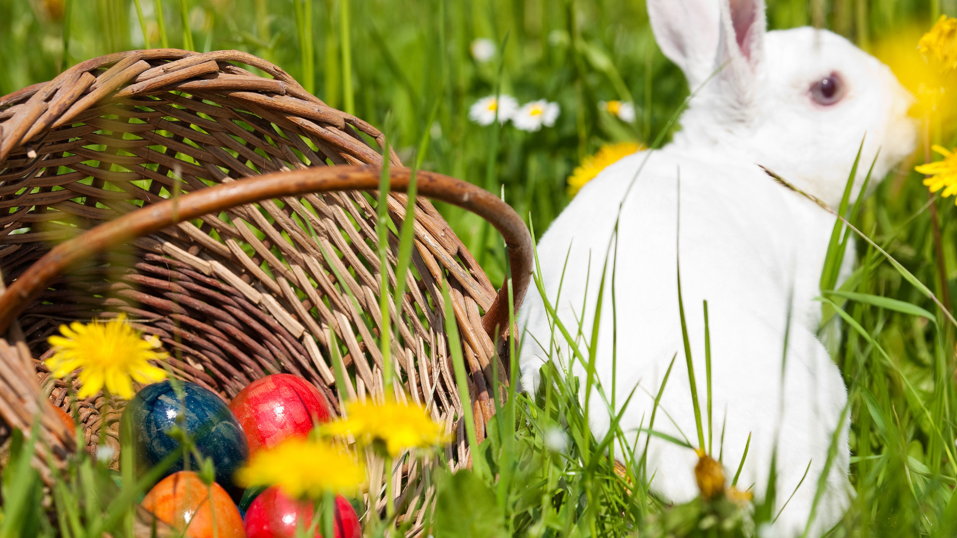 Symbolbild: Kanninchen neben Ostereiern