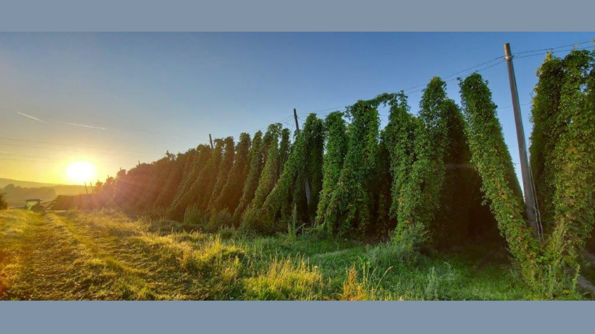 Aussicht über ein Hopfenfeld bei Sonnenuntergang