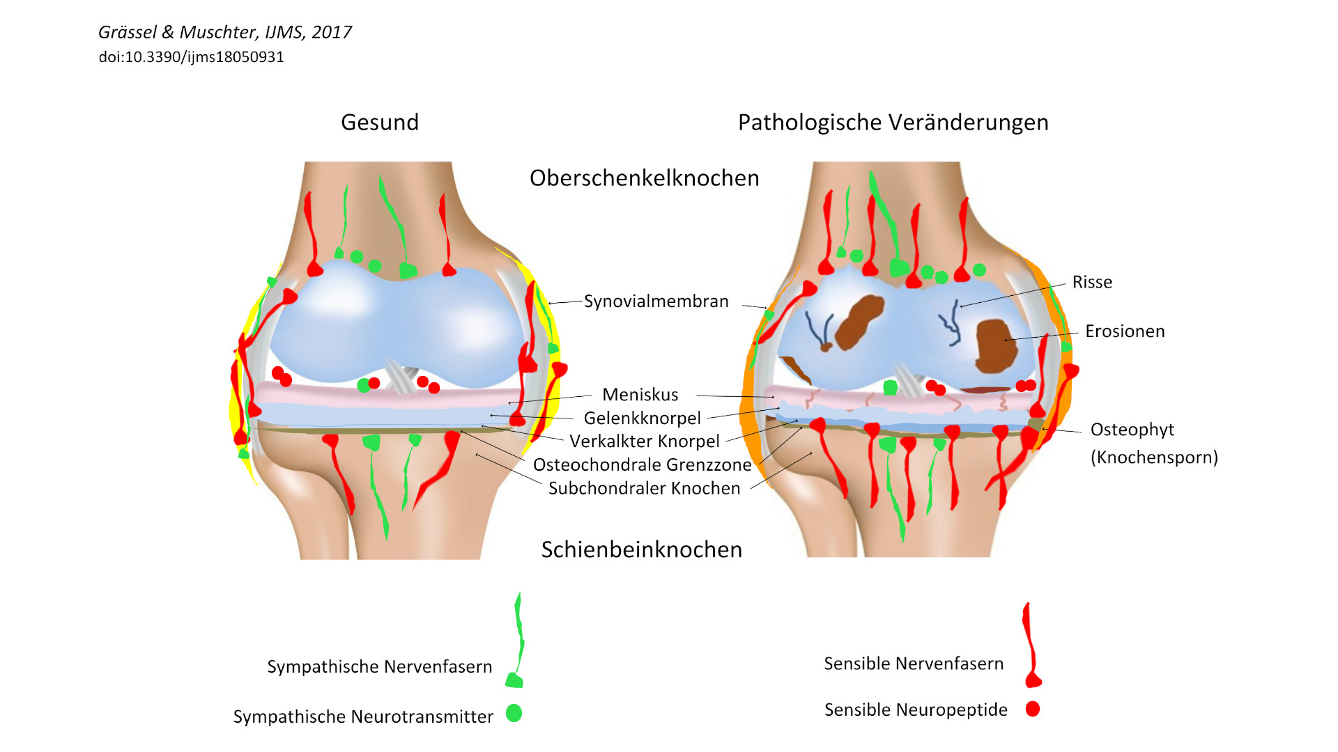 regenerative medizin wie forschung den koerper dabei unterstuetzt sich selbst zu heilen 2