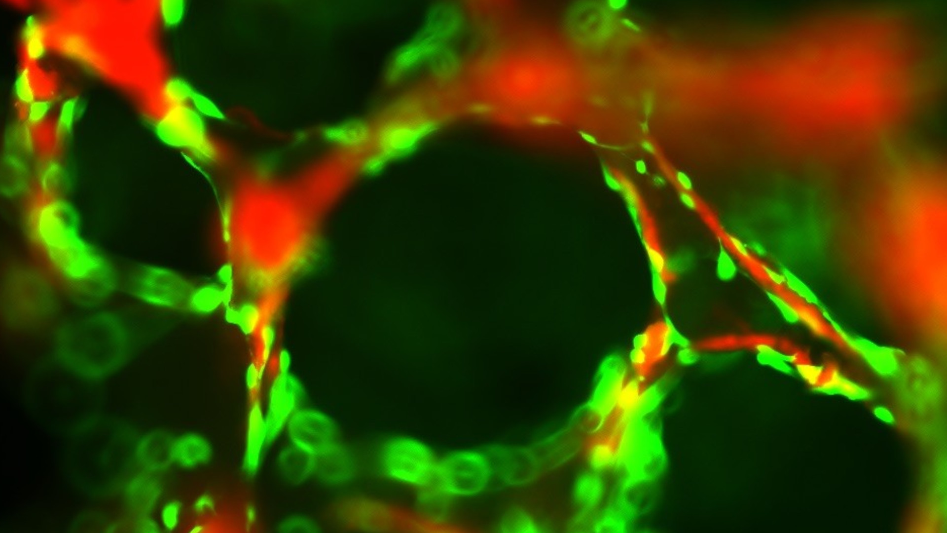 regenerative medizin wie forschung den koerper dabei unterstuetzt sich selbst zu heilen 5