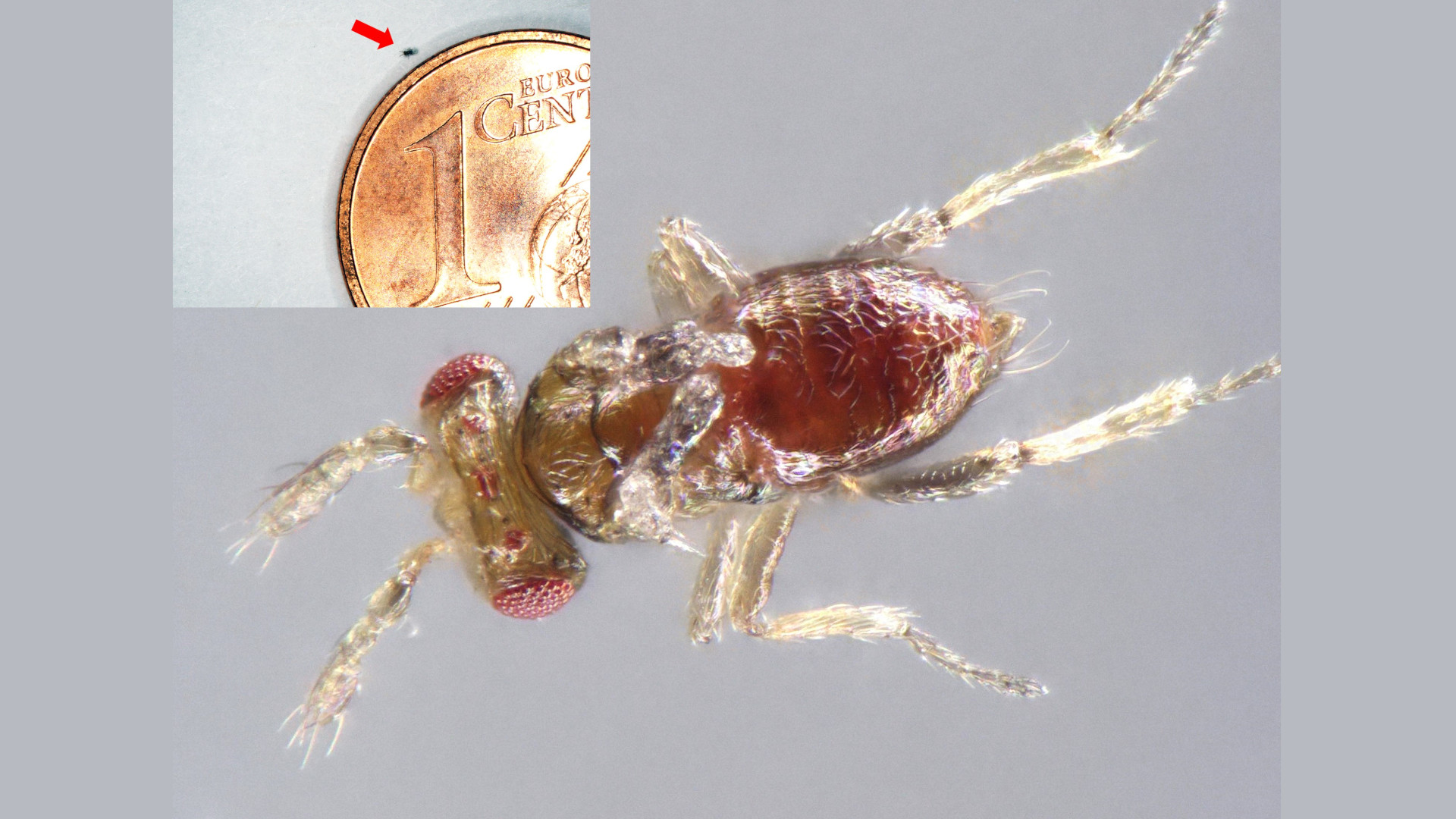 Stummelflügeliges Männchen der parasitischen Wespe Trichogramma turkestanica