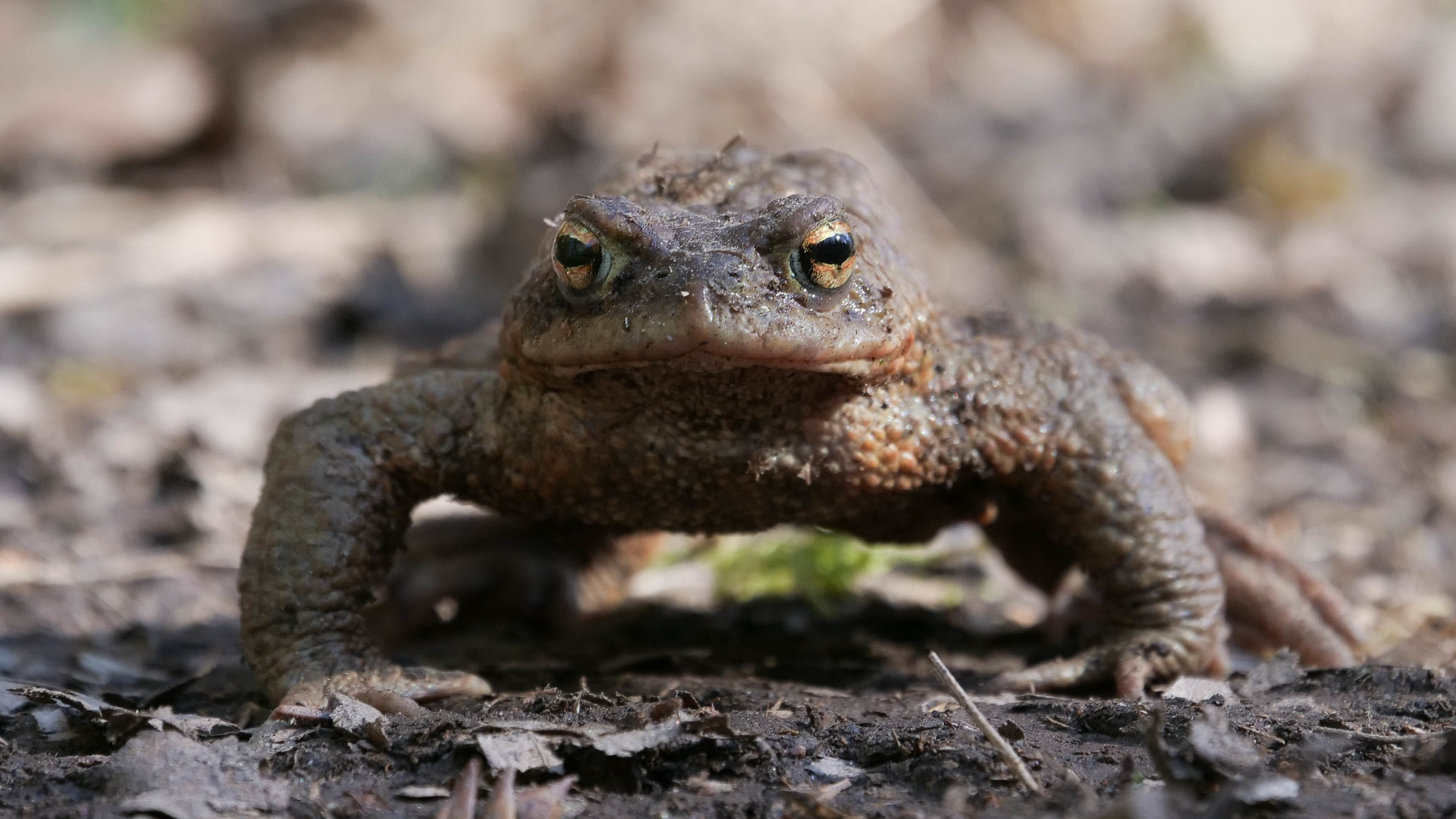 Frosch