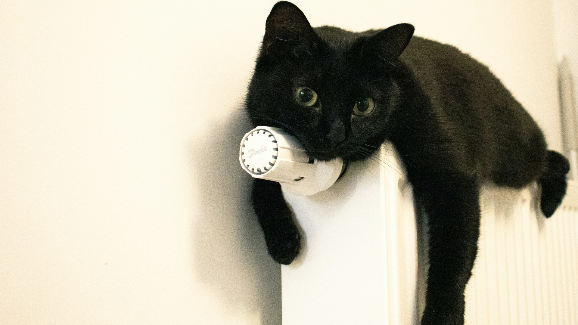 Katze liegt auf der Heizung