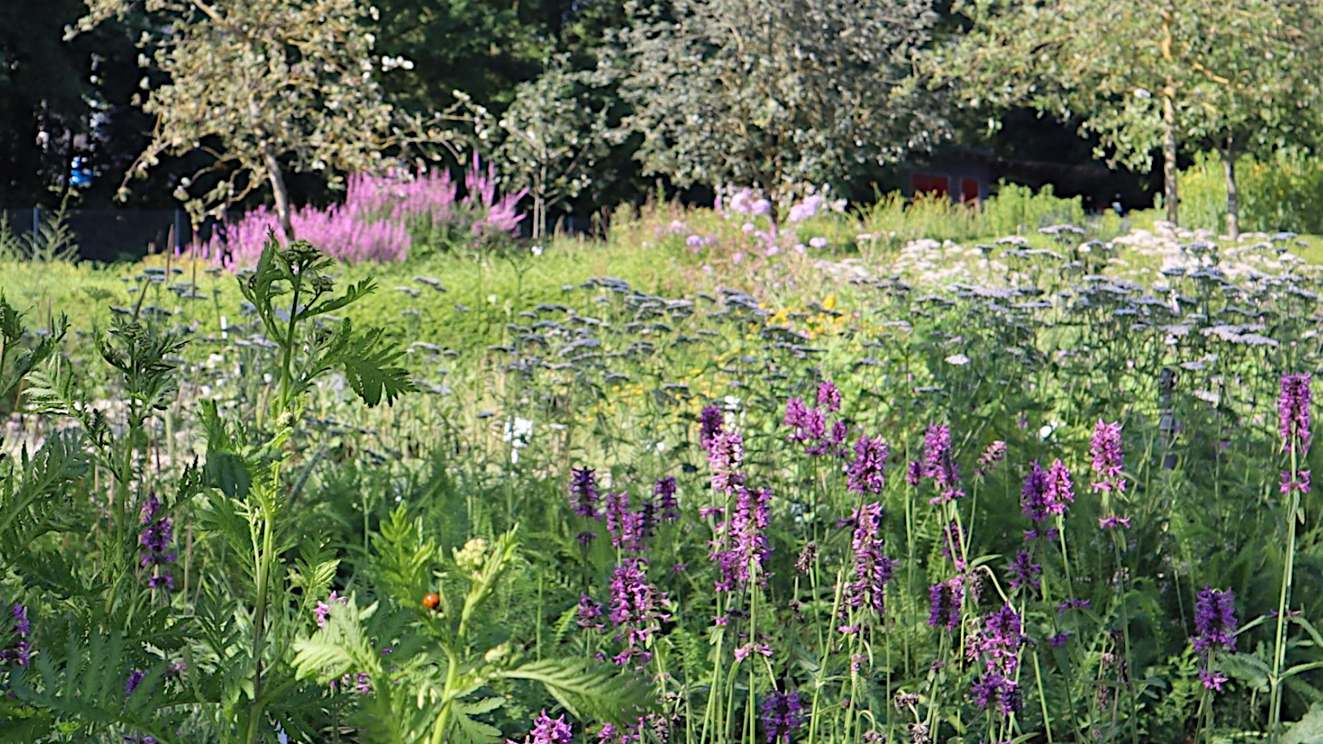 Wilde-Vielfalt-erleben-Botanischer-Garten-der-UR-l-dt-zur-Entdeckungswoche-ein