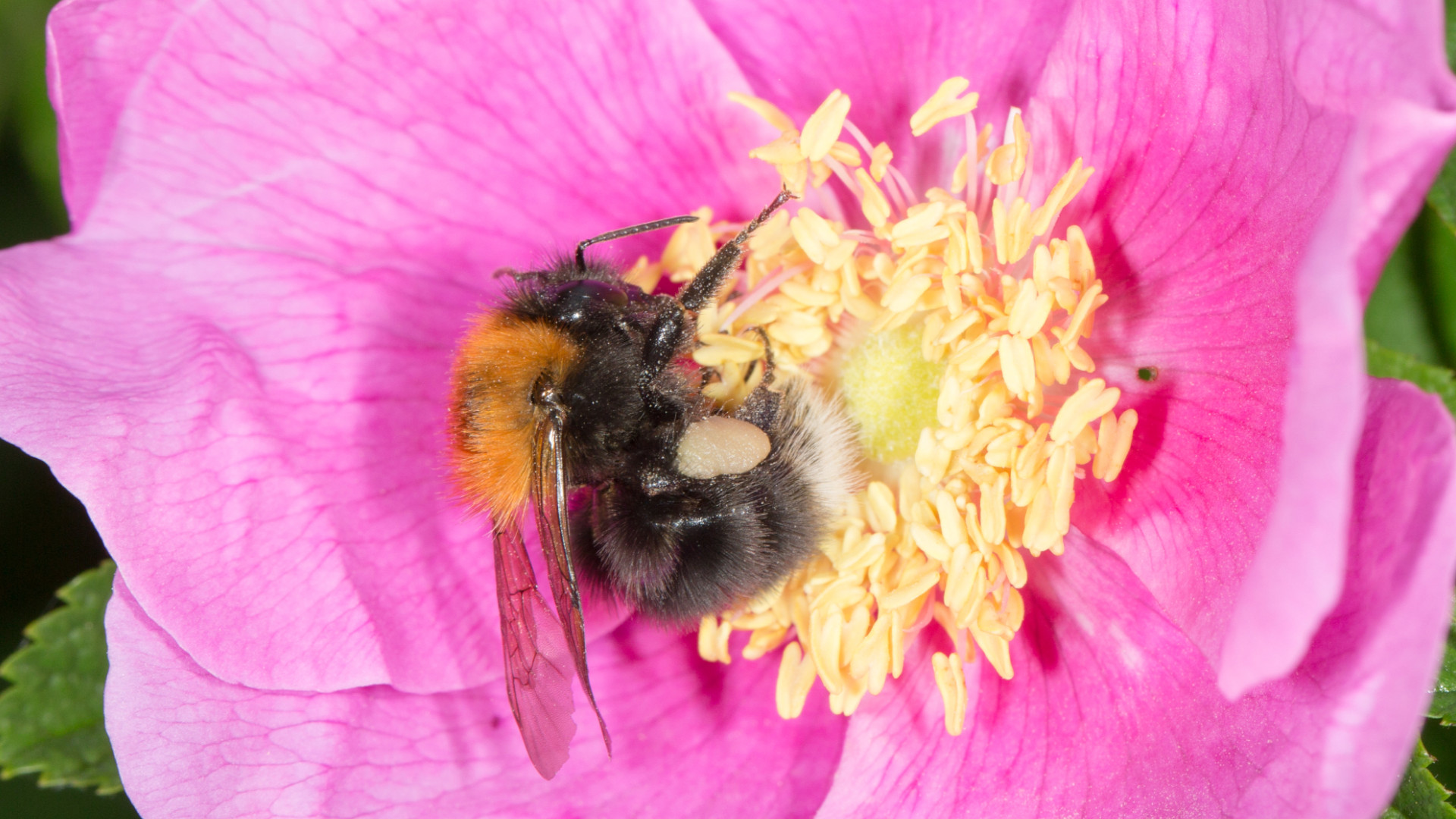 Hummel auf einer Blühte