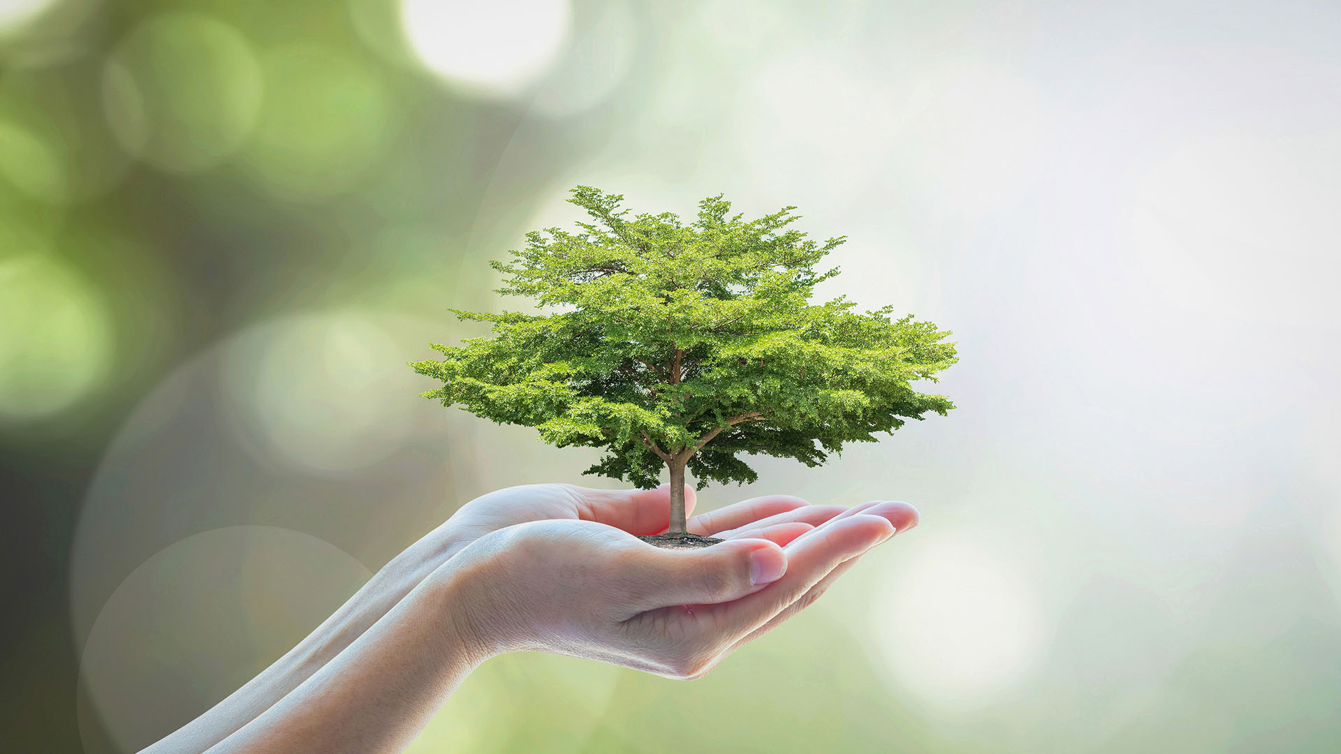 Kleiner Baum, der in zwei Händen gehalten wird als Symbol für Umweltschutz