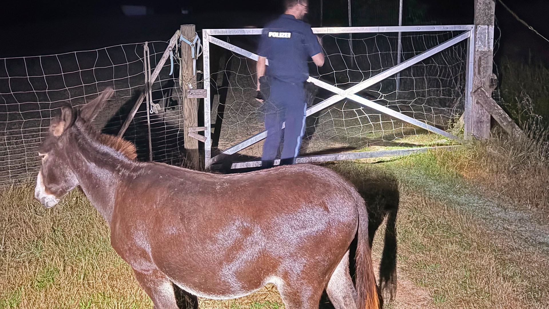 Die Polizei Regenstauf bringt die Esel wieder zurück ins Gehege.