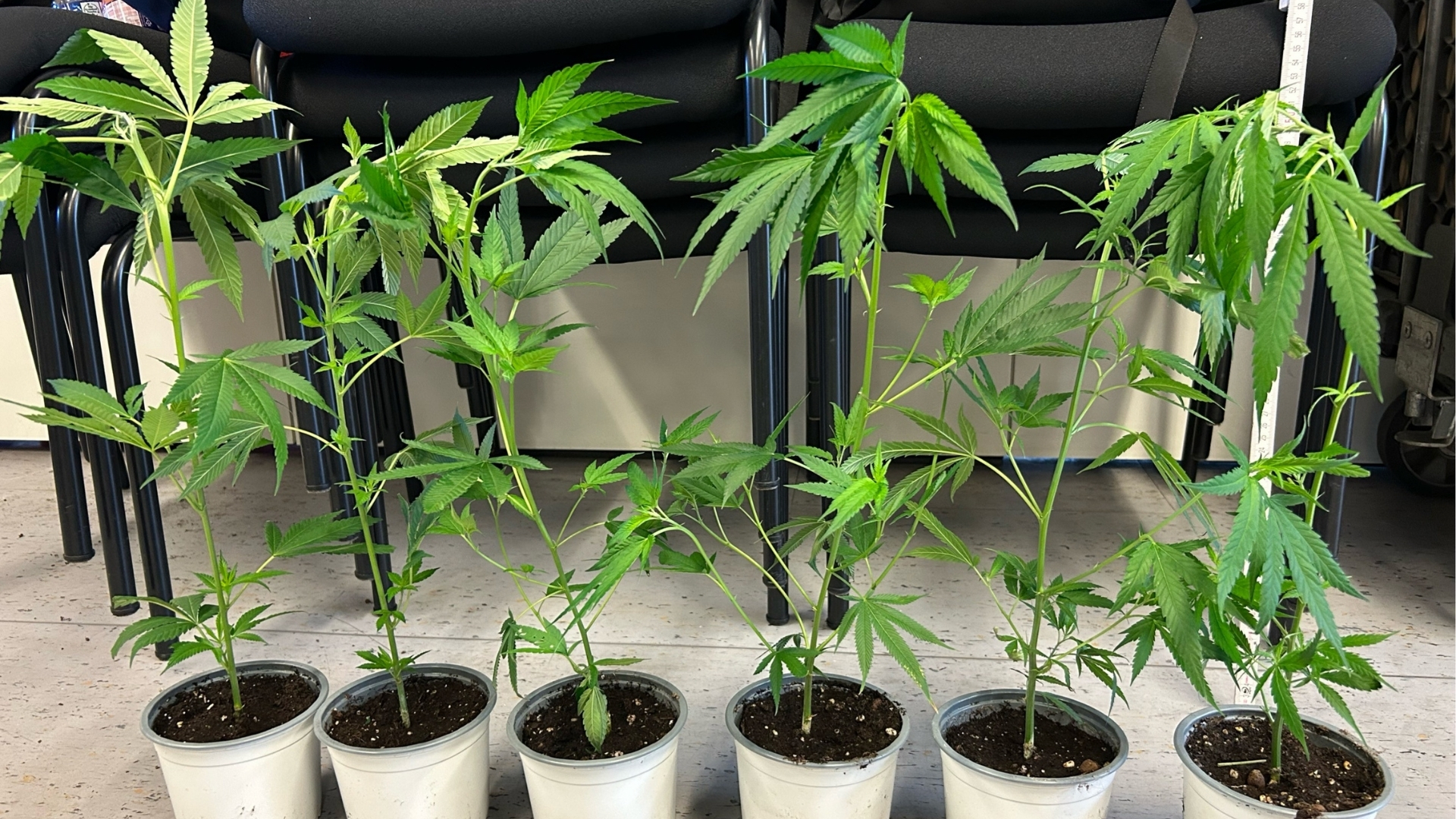 Die beschlagnahmten Canabis Planzen