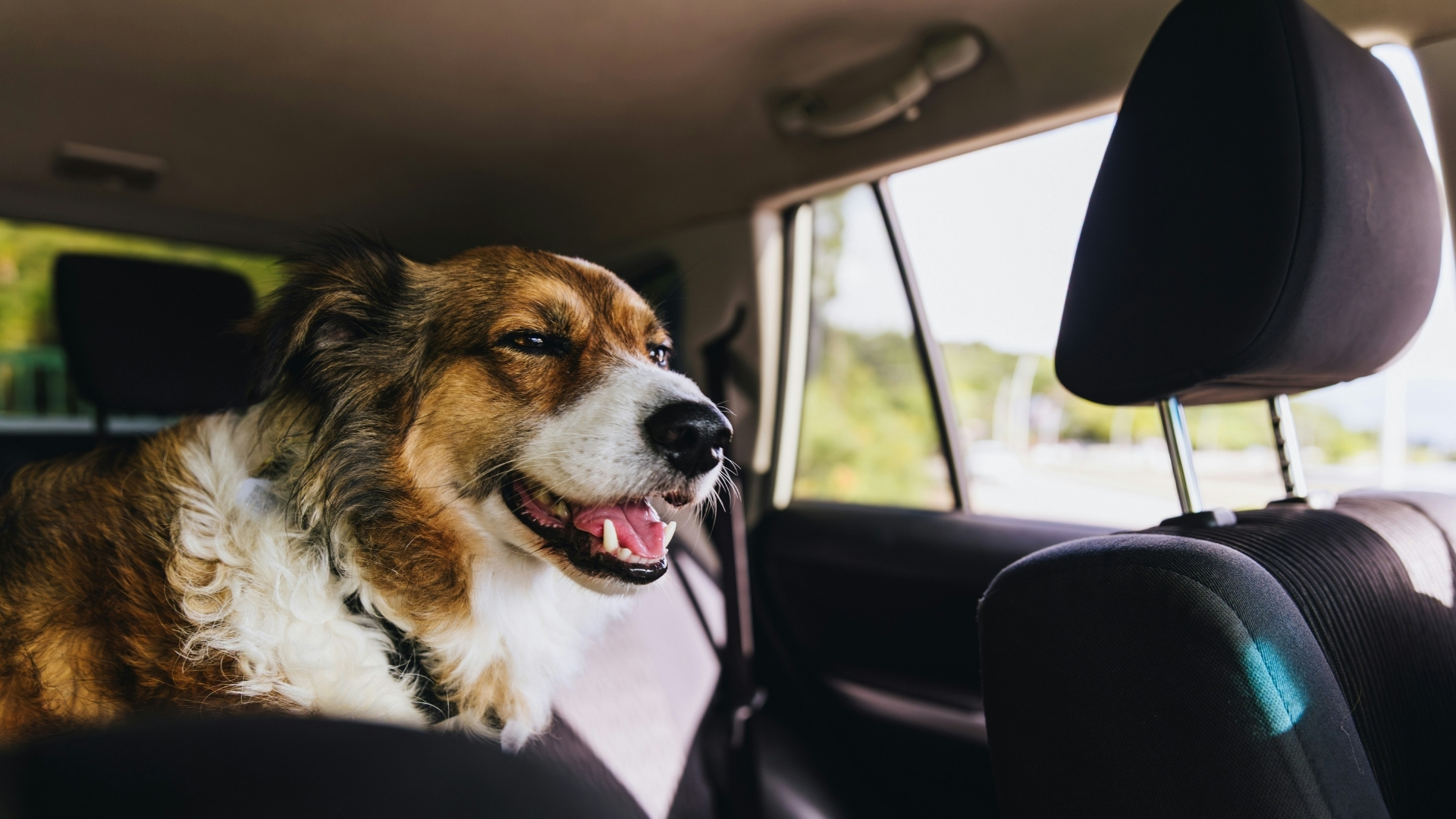 Ein Hund in einem Auto