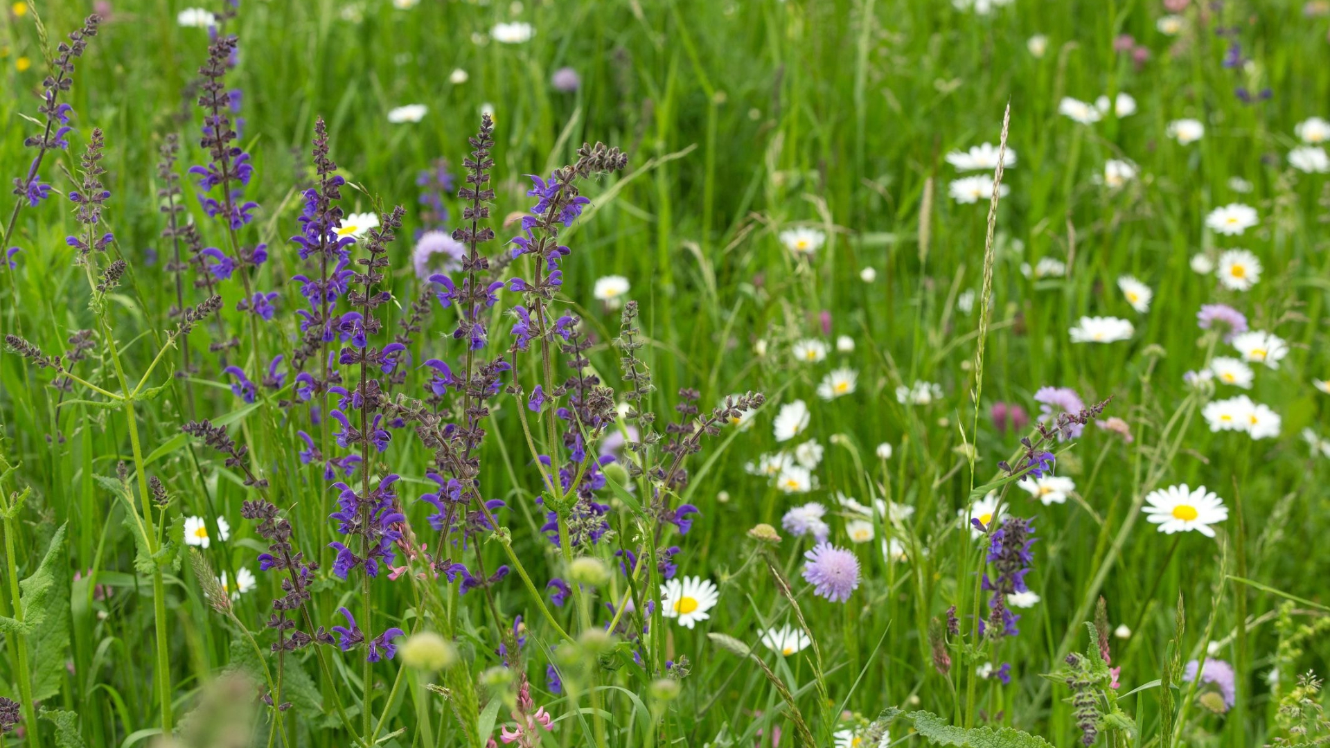 Eine wilde Blumenwiese