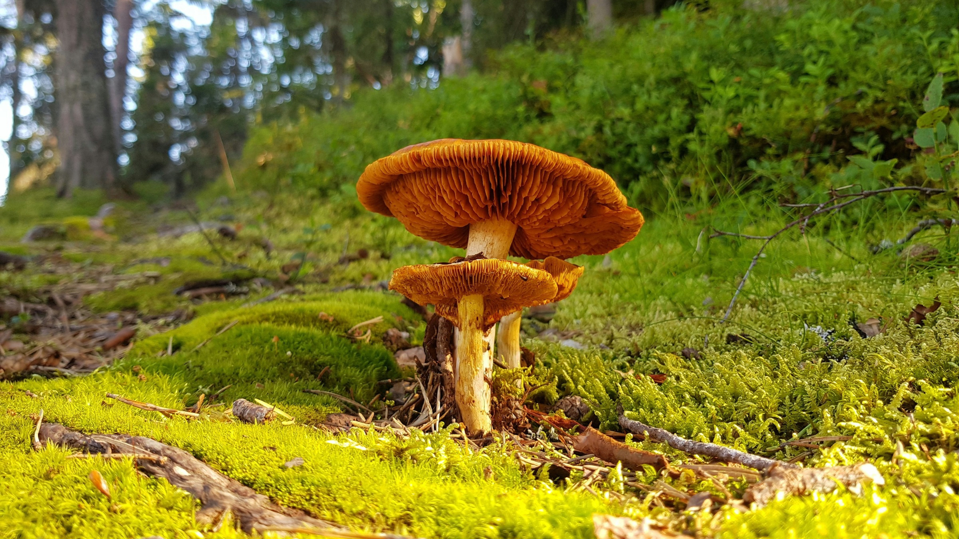 Ein Pilz im Wald