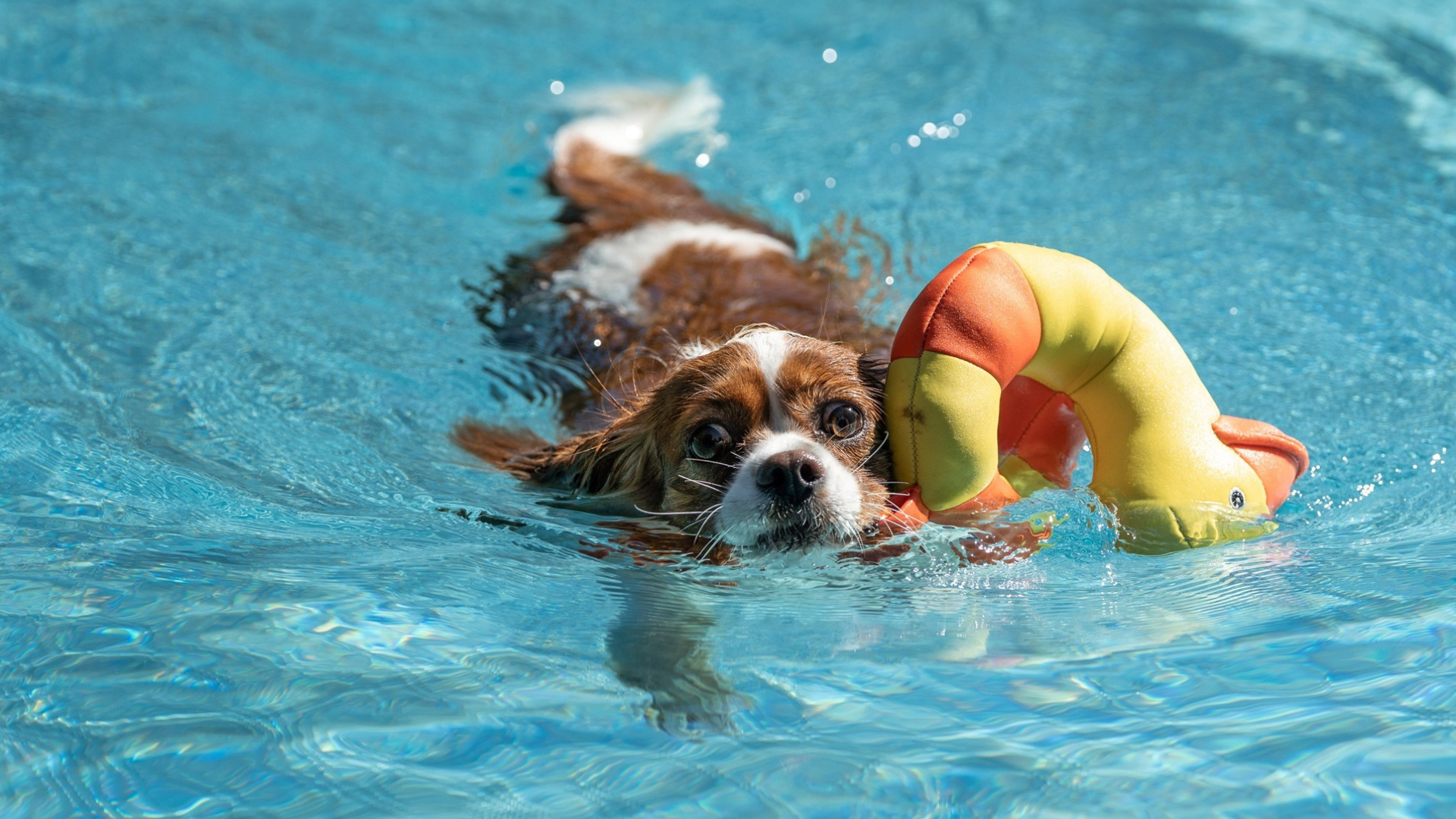 Ein Hund beim Schwimmen im Wöhrdbad