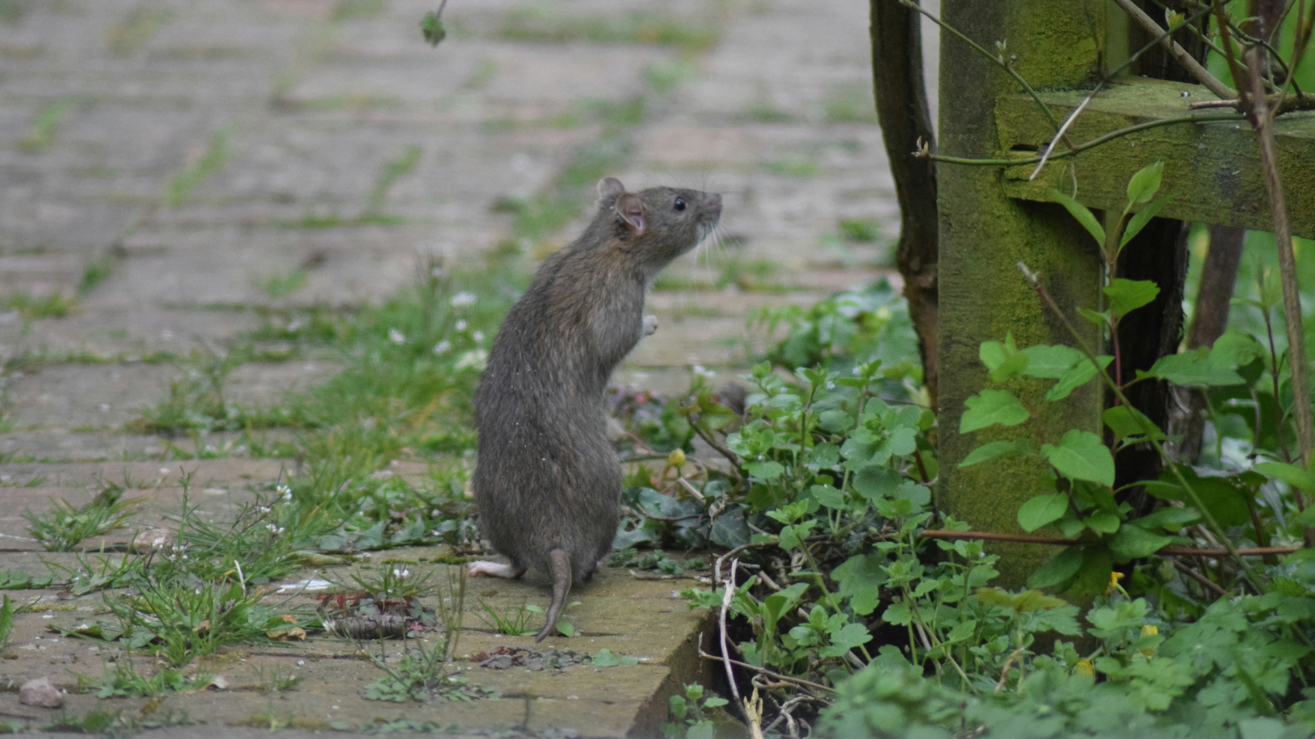 Eine Ratte