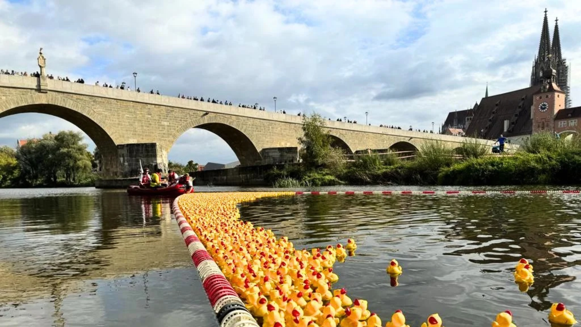 Gelbe Enten in der Donau