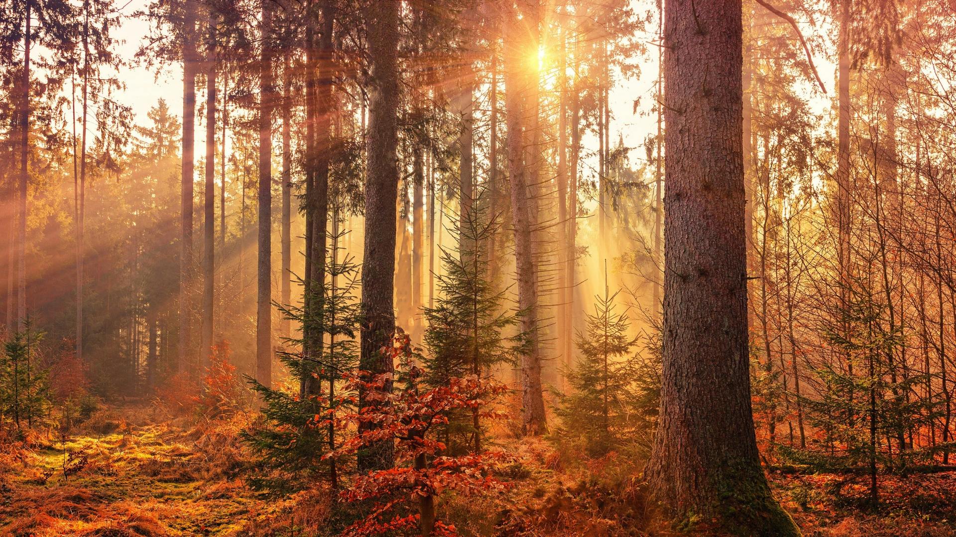 Ein Wald im Herbst