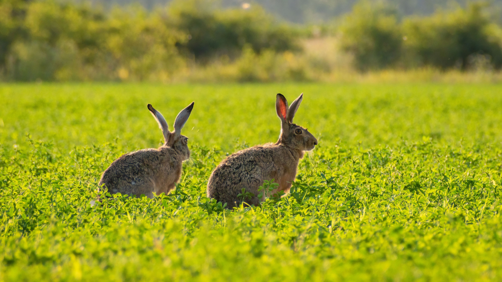 Zwei Feldhasen auf einer Wiese