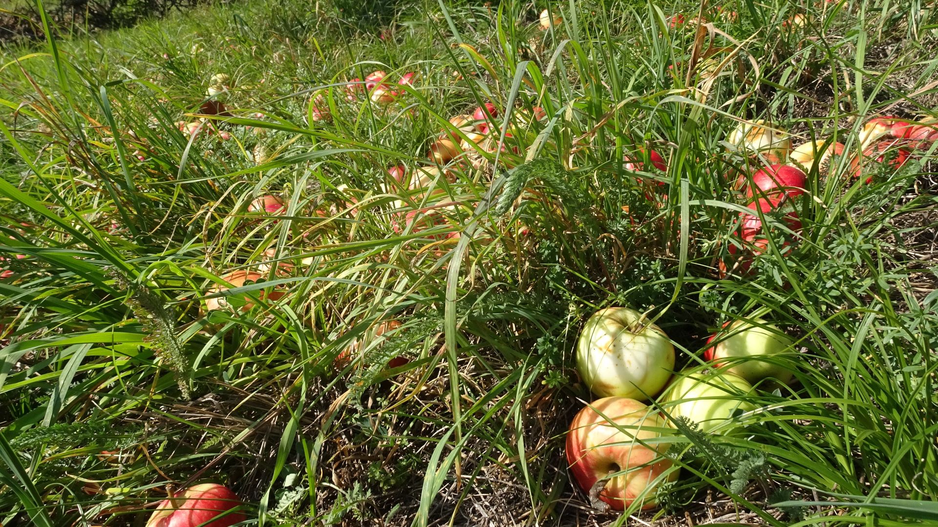 Äpfel im Gras