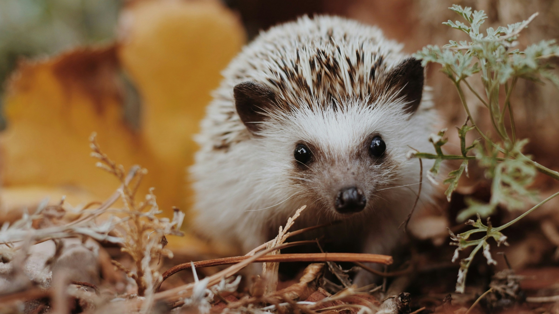 Ein Igel im Herbstlaub