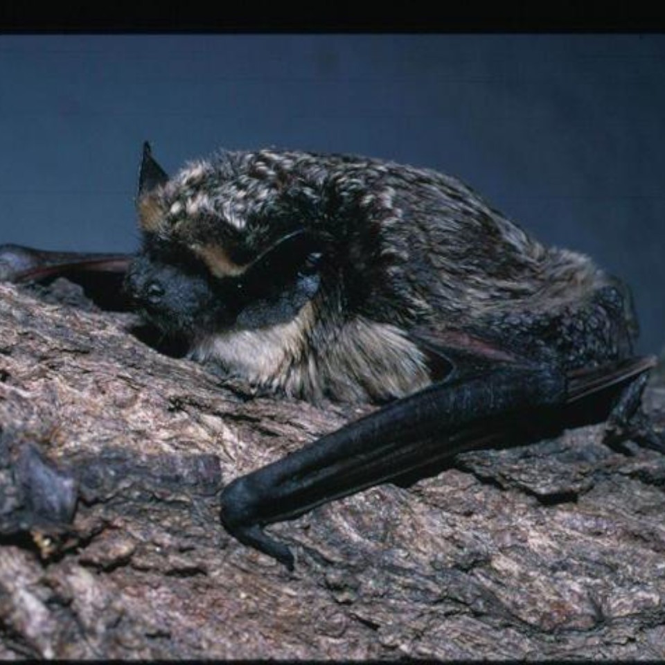 2025_08_29_NachtgespensterAmBurgberg